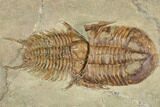 Line Of Three Foulonia Trilobites With Asaphid - Migratory Behavior? #191803-4